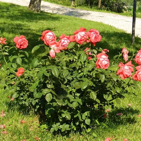 Assisi La Rocca * Petrignano